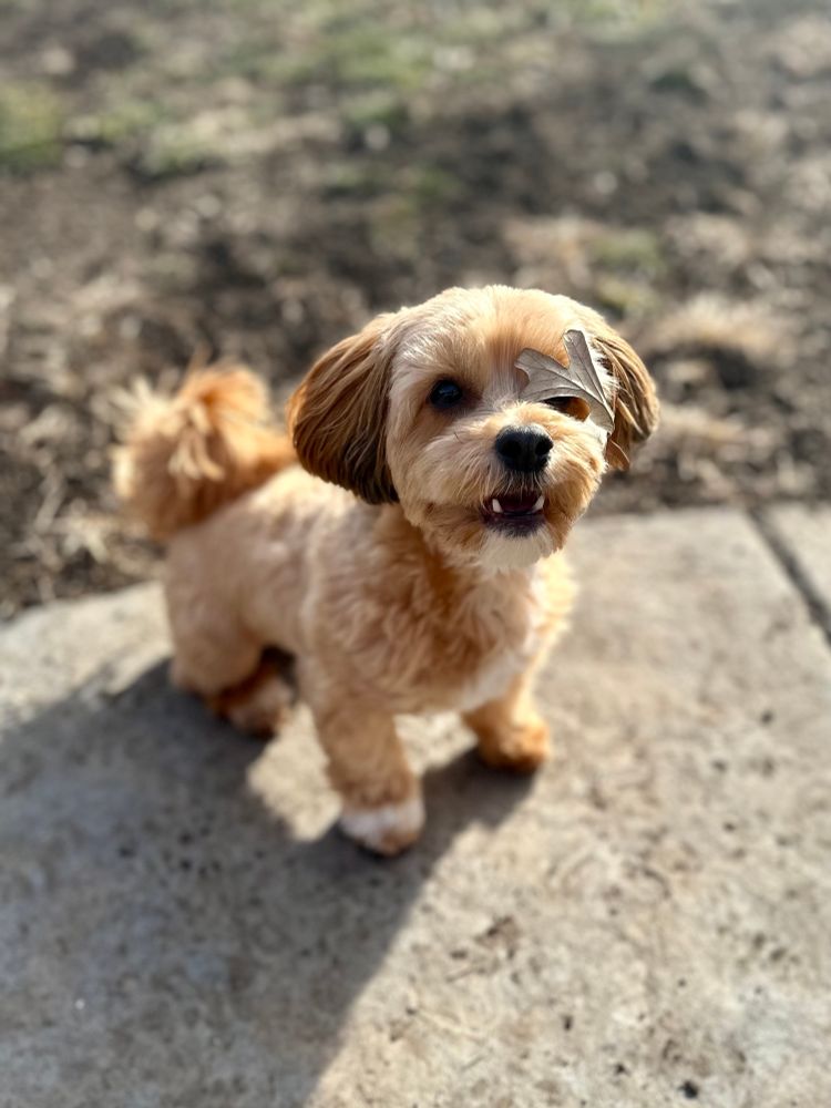 Small brown dog, very angry because the photographer is holding his ball. Mid bark, but with a tan leaf over his left eye to make him look vaguely like a pirate. 