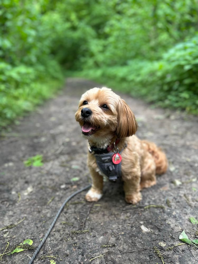 A small brown dog with harness on sitting patiently while his pawthor gets a photo. He’s on a maintained dirt (mud) path surrounded by lush green forestry. 