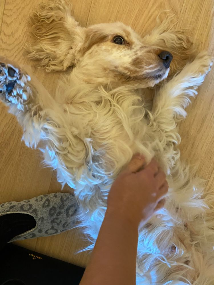 Doortje is een hond met lang wit haar. Ze ligt op haar rug met haar voorpootjes omhoog zodat ik haar buikje kan aaien. 