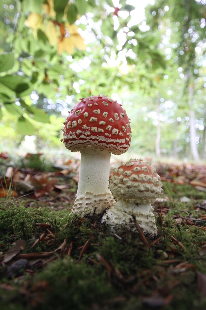 Twee vliegenzwammen, in hun piepjonge fase. Ze staan tussen gevallen blad op mosgrond. Op de achtergrond is bos zichtbaar. 