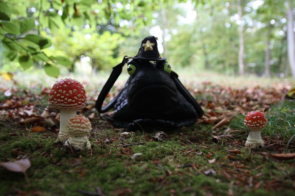 Een kikkervormige zwarte tas, met een tovenaarshoed op, te midden van 3 jonge vliegenzwammen. 