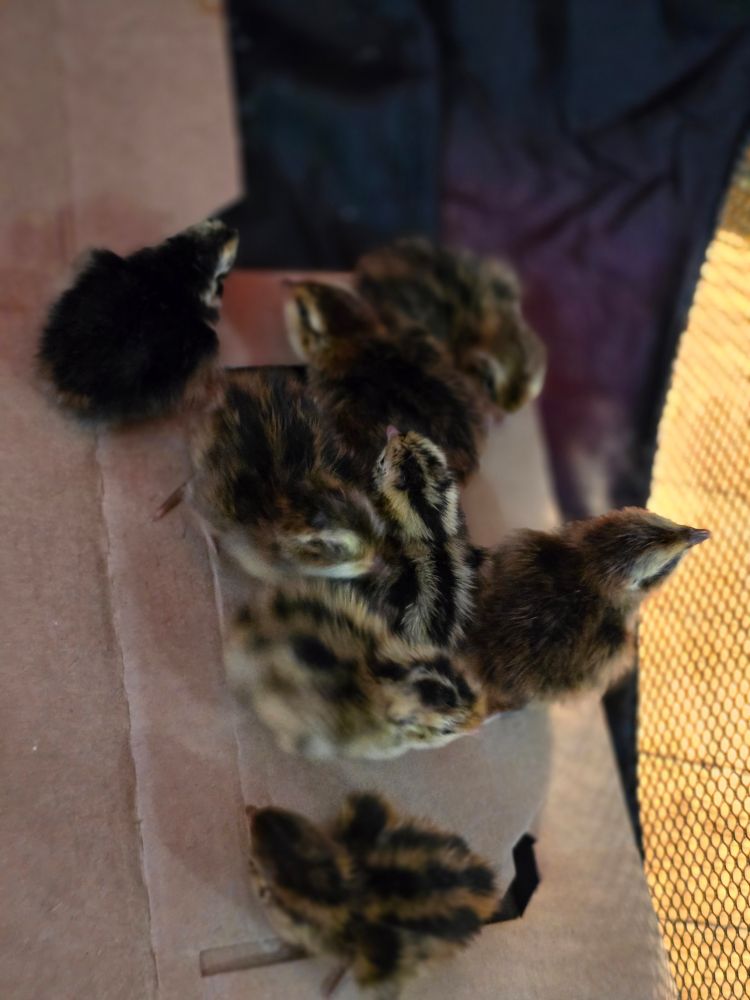 Several quail chicks looking out of a mesh screen 