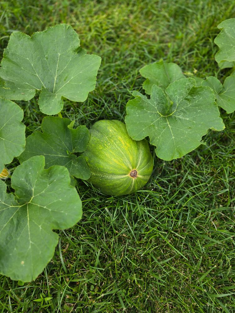 A green pumpking nestled amongst leaves