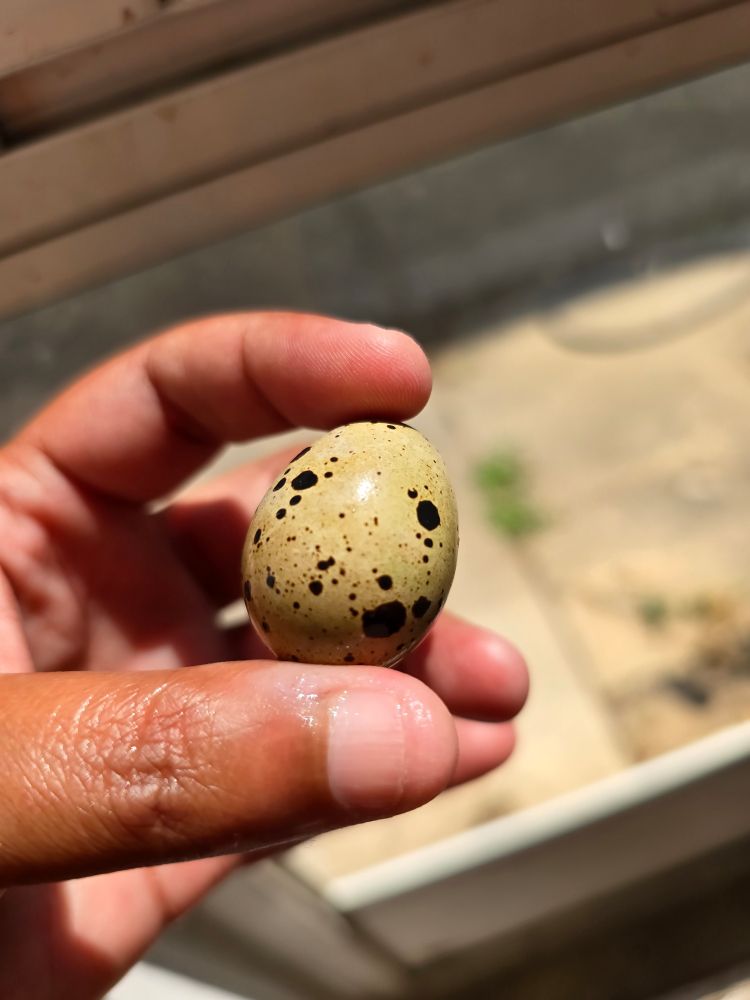 A photo of a small cream colored egg with varying brown spots on it. 