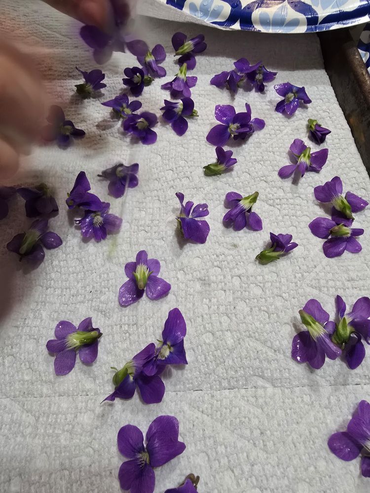 Violet flowers on paper towels 