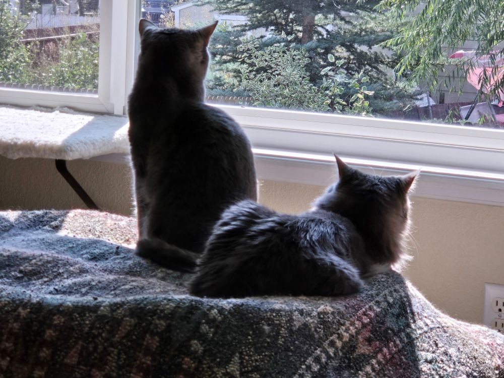 Two gray cats laying on a blanketed cat bed looking out the nearby window, sun streaming in.