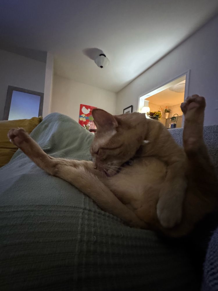 Cheddar the orange cat sits with her back legs spread wide and in the air. She’s folded over with a front paw on her butt, and she’s licking her right leg that is in the air. The photo is poorly lit and looks like it was taken in a rush. Cheddar says, “Hell yeah, hell yeah, hell yeah!”