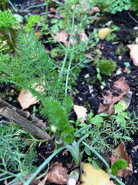 Nieuwe spruitsels uit de dille in december, tja.