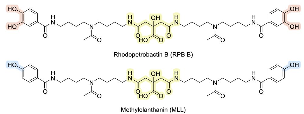 Two chelators are shown. The ventraö citric acid mojety is highlighted in yellow, the two chelator arms bear either a phenol unit (for MLL) or a 2,3 dihydroxy benzene unit (for RPB B)