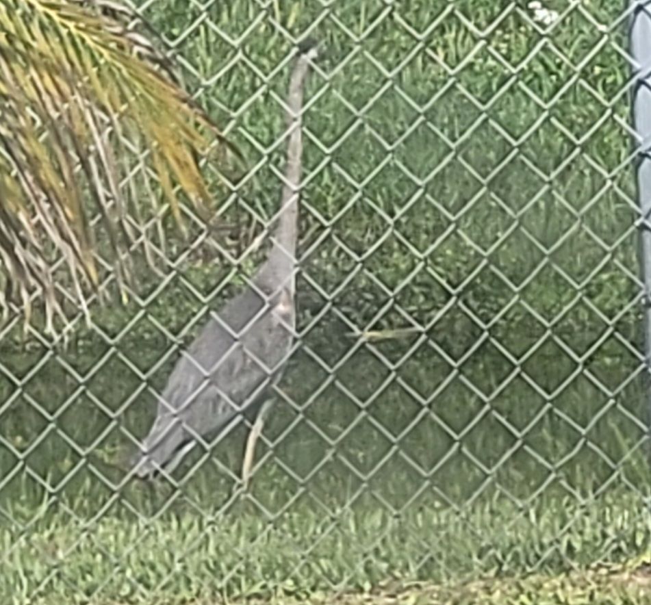 A large gray bird standing in front of a canal behind a chain link fence with its neck stretched all the way out