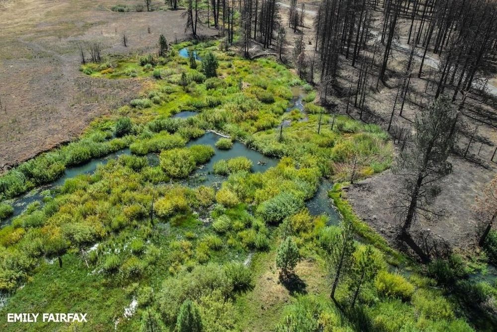 A photo of a beaver pond near a stand of trees burned during the Beckwourth Complex Fire near Truckee, California.
