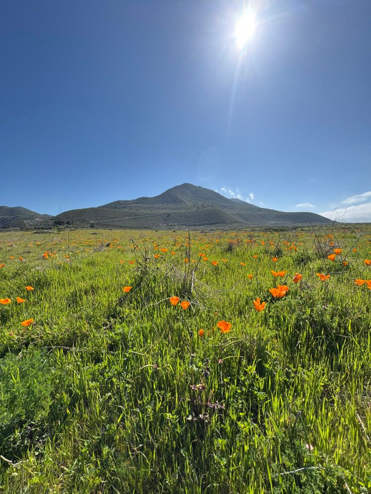 Photo of orange poppies with a mountain in the back ground, Point Buchon trail