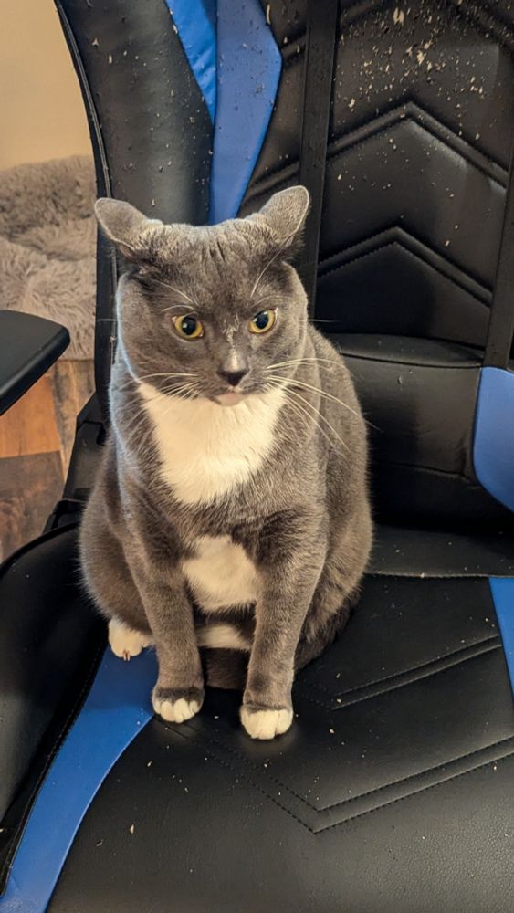 Gray and white cat in a chair