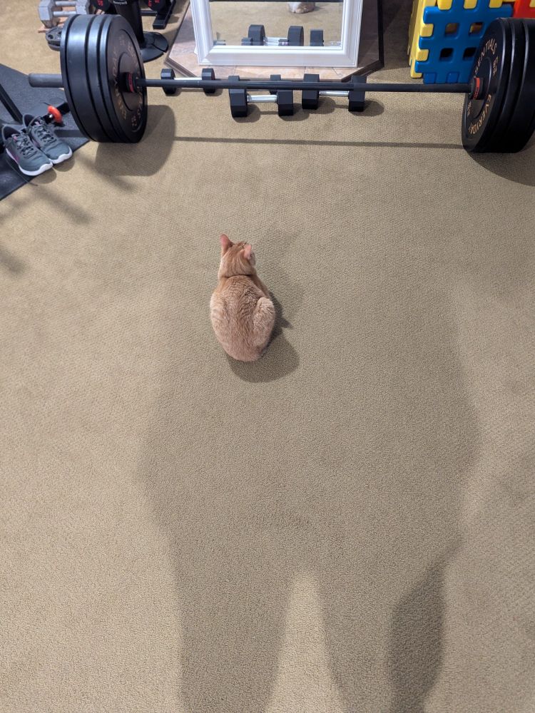 Cheese, a ginger cat, rests too close to my weights for my comfort.