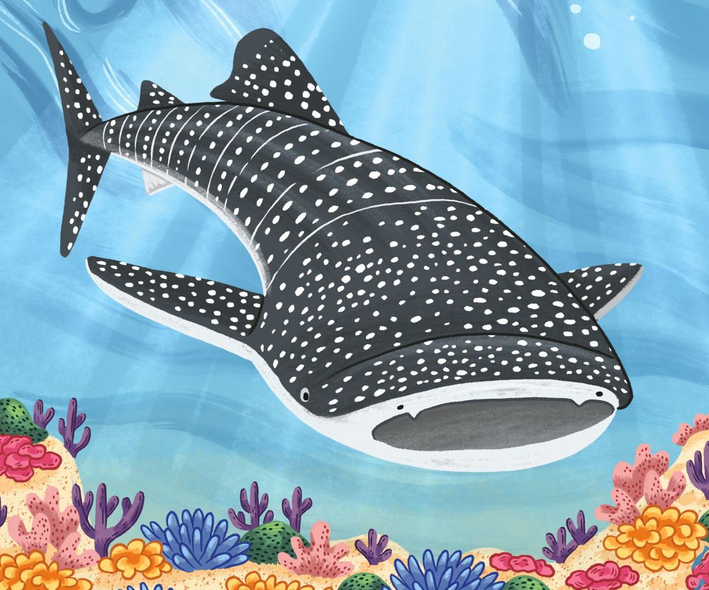 An illustration of a whale shark. It has its mouth open and it coming towards he reader. The coral reef is visible across the bottom of the image.