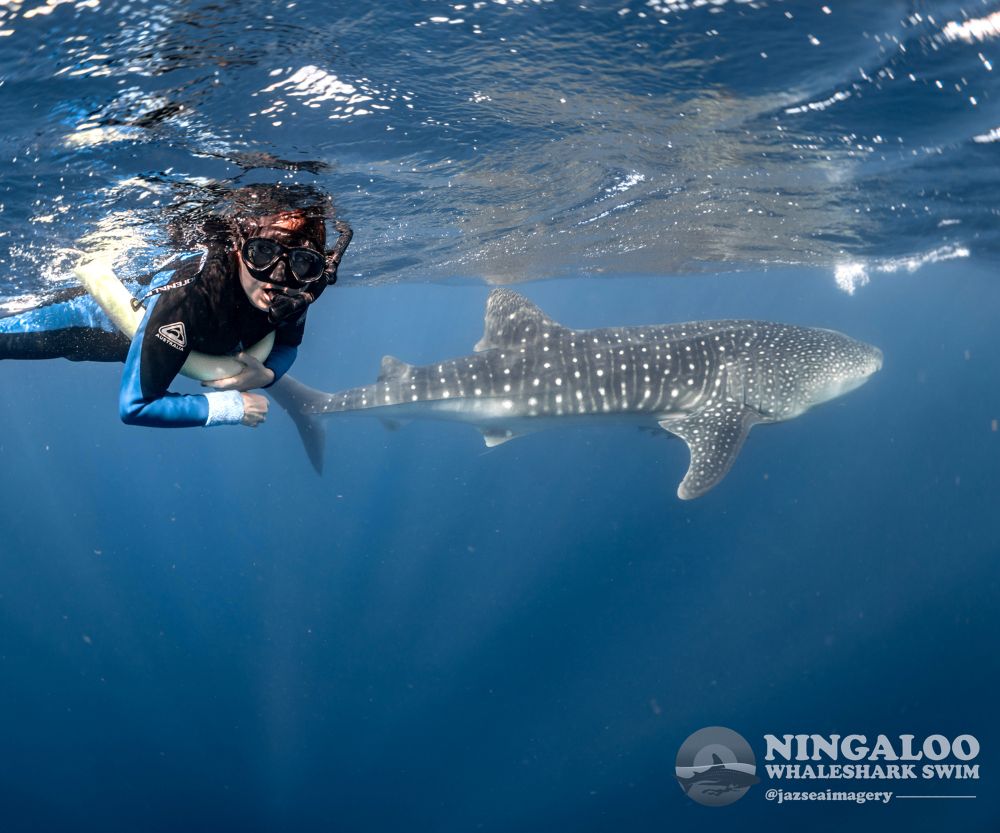 A photo of Alicia Klepeis in scuba gear close to a whale shark.