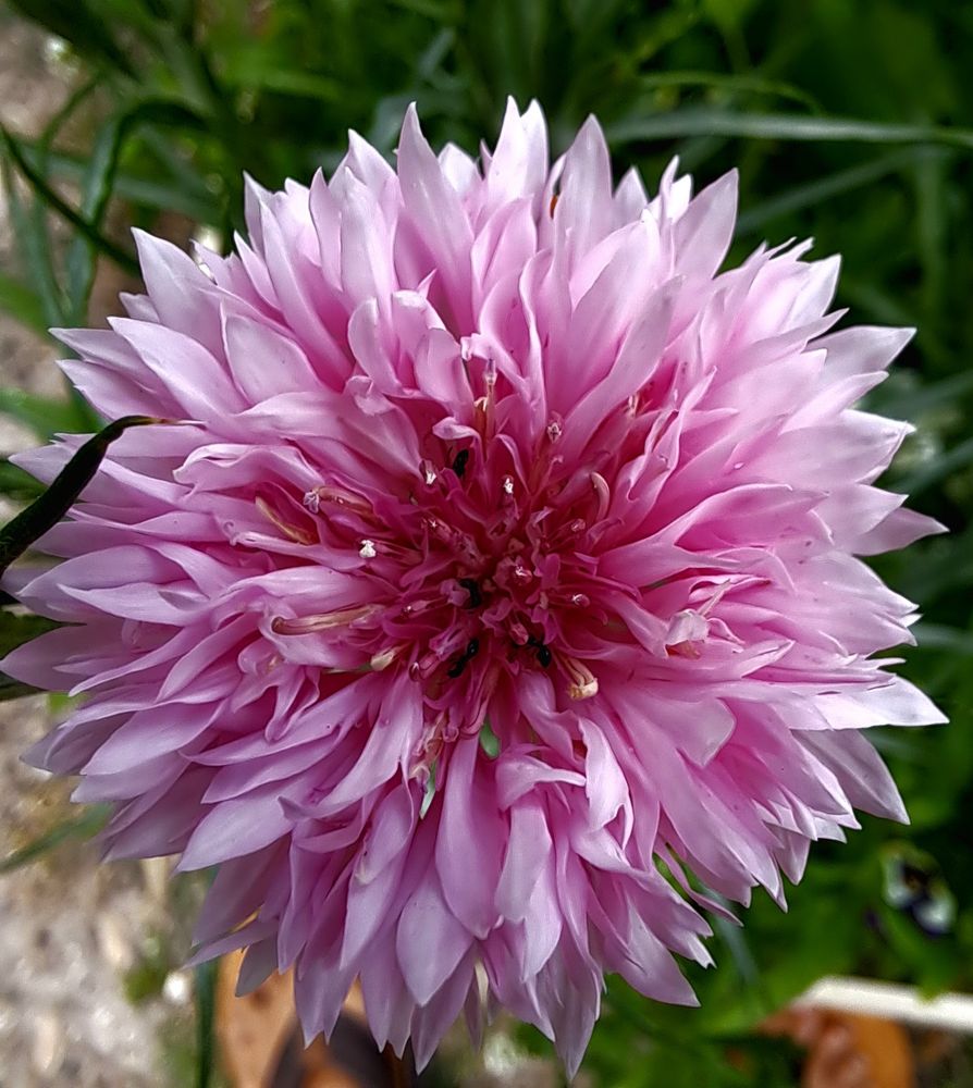 Flower with ants feeding.