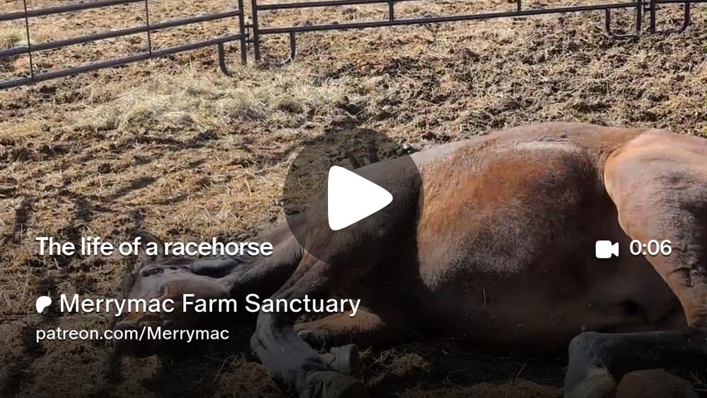 Get more from Merrymac Farm Sanctuary on Patreon