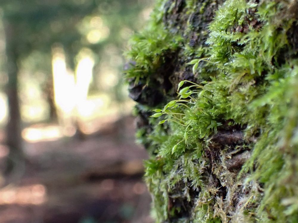 Tiny tuft of Zygodon moss with green capsules growing on tree trunk 