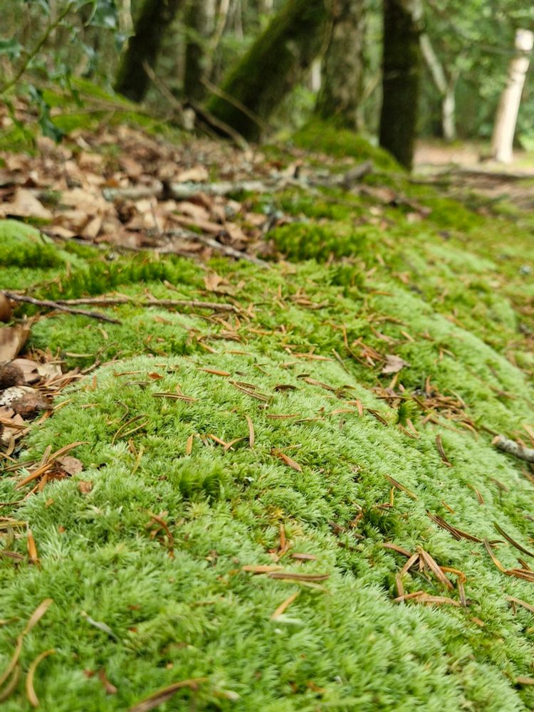 Leucobryum cushions in humid Oak woodland