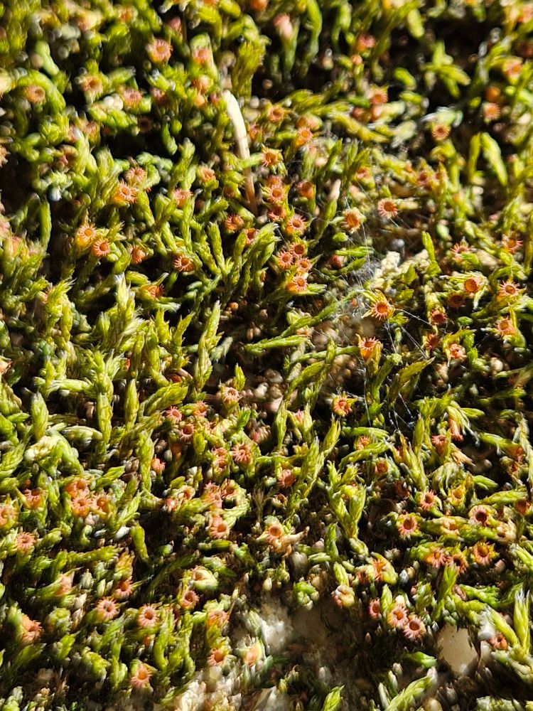 Schistidium confusum, possibly
