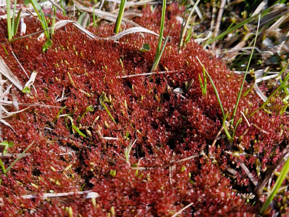 Bryum weigelii