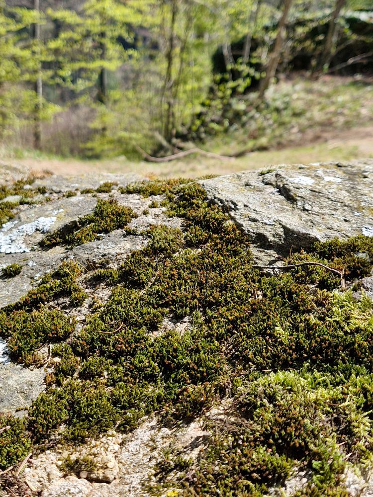 Schistidium confusum, possibly 