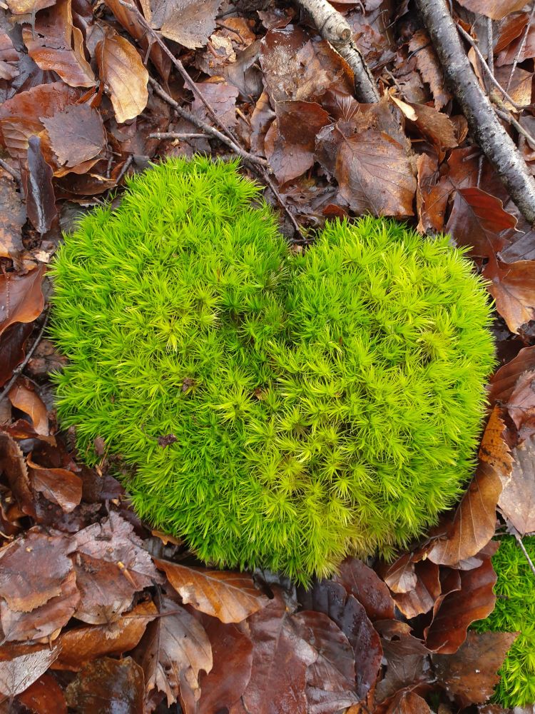 Dicranum scoparium mossy heart cushion 