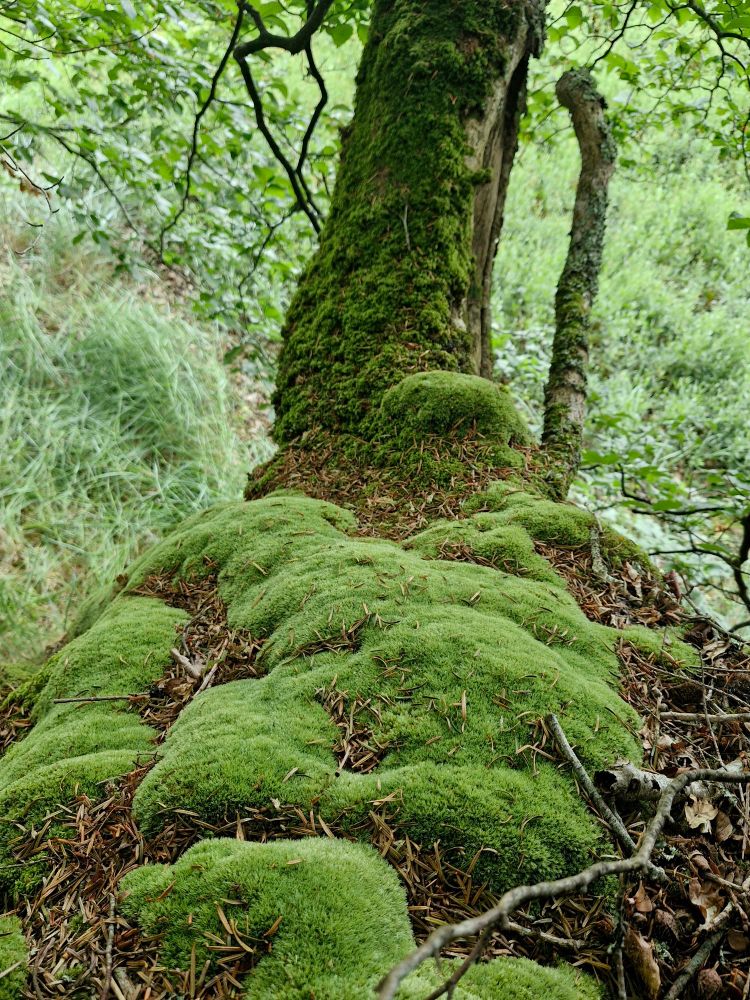 Leucobryum cushions in humid Oak woodland
