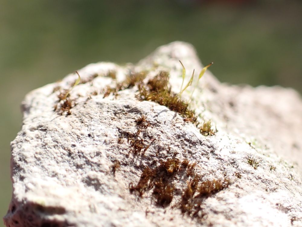 Seligeria calycina - teeny moss with some capsules
