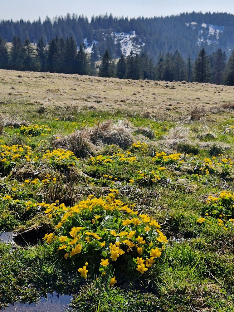 Flushes with marsh marigolds