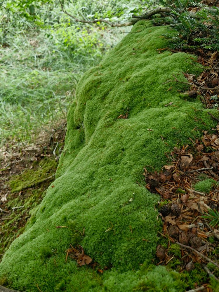 Leucobryum cushions in humid Oak woodland