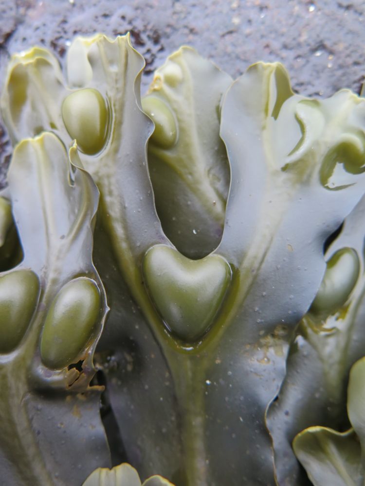 Fucus vesciculosus bladder heart ❤️ 