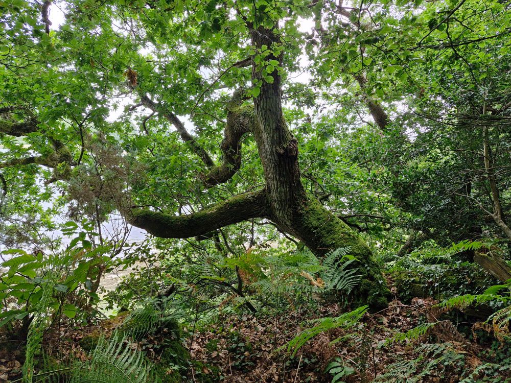 Mossy humid Oak woodland