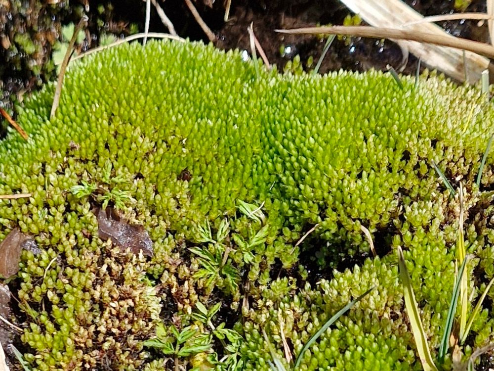 Ptychostomum (Bryum) schleicheri 