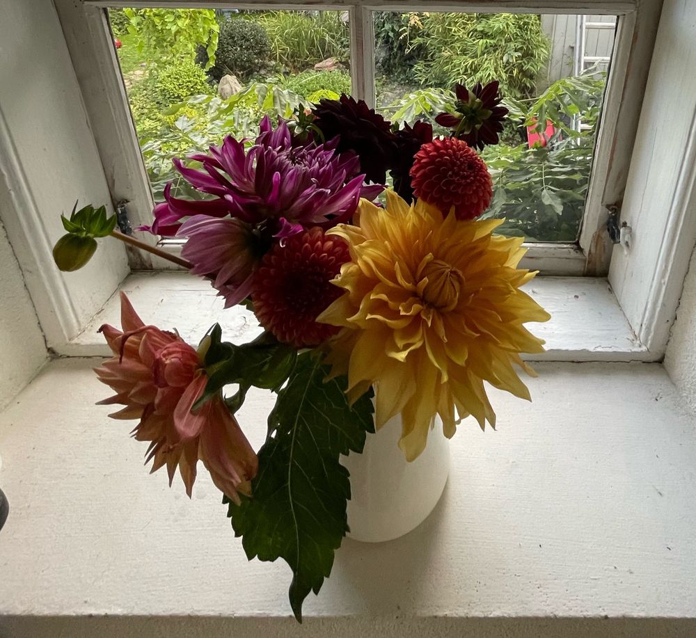 En bukett dahlior i ett spröjsat köksfönster. 