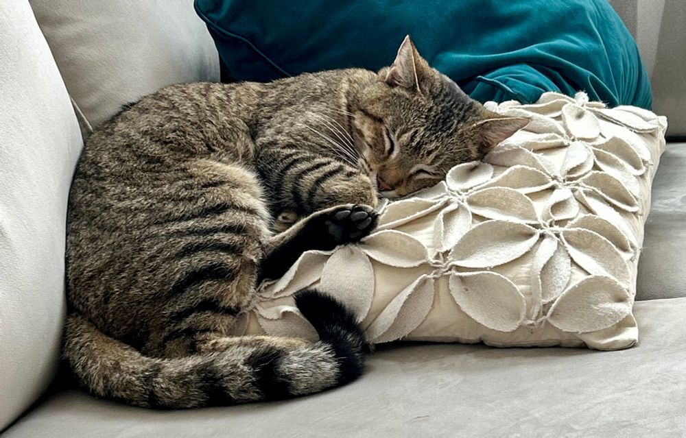 Brown tabby cat sleeping on a white pillow