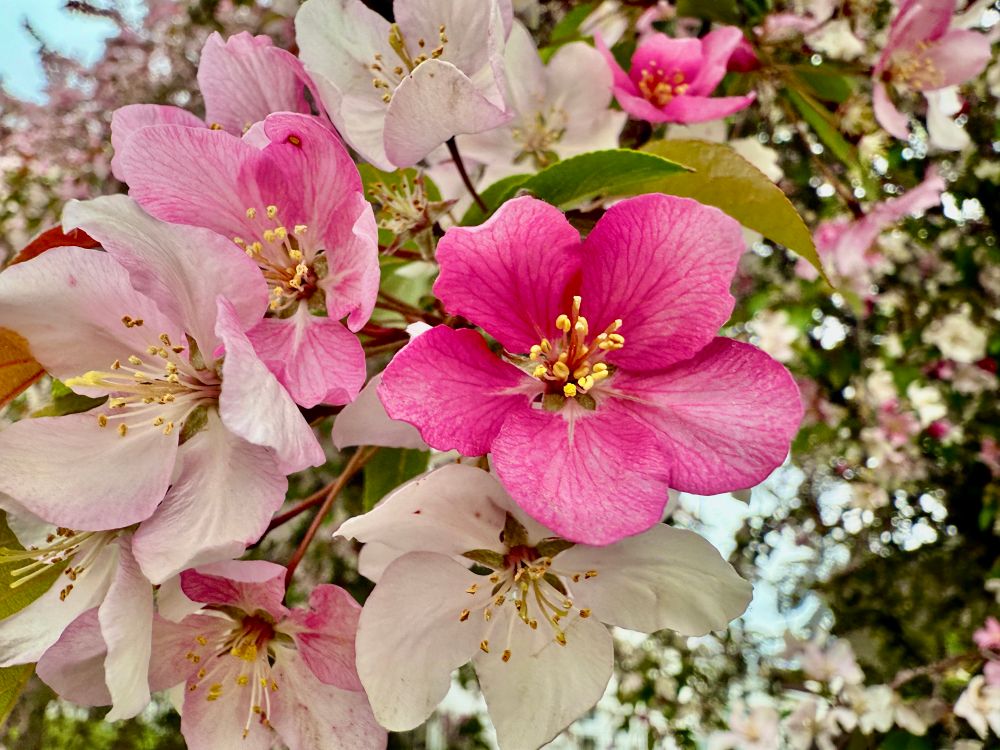 This image shows a cluster of vibrant blossoms on a tree. The flowers are predominantly pink and white, with some blooms being a deep magenta-pink and others a soft, pale pink or nearly white. The petals are delicate with visible veins, and each flower has a center filled with yellow stamens. The background is a blur of more blossoms and green leaves, indicating the fullness of the tree in bloom and suggesting a springtime setting.