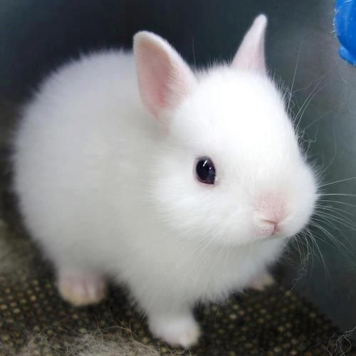 a small white bunny just standing there with beady little eyes