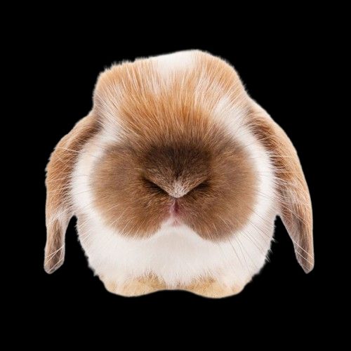 a PNG of a white and brown bunny facing the camera. the brown spot on its nose is shaped like an upside down heart and its loafing. 