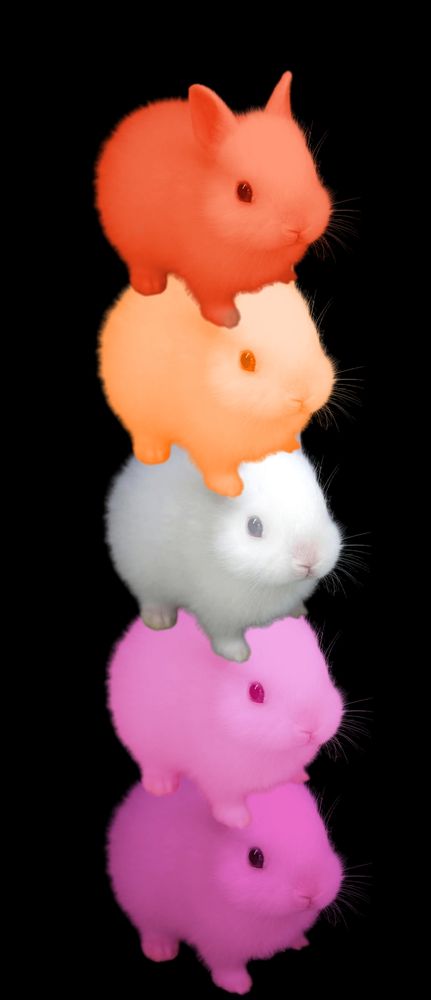 5 bunny jpegs stacked on top of eachother in the colors of the lesbian flag