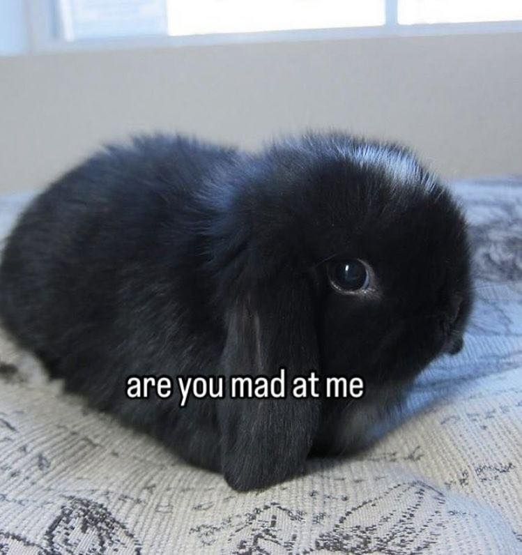 a picture of a blank bunny that is round and vaguely heart shaped with the caption "are you mad at me" 
