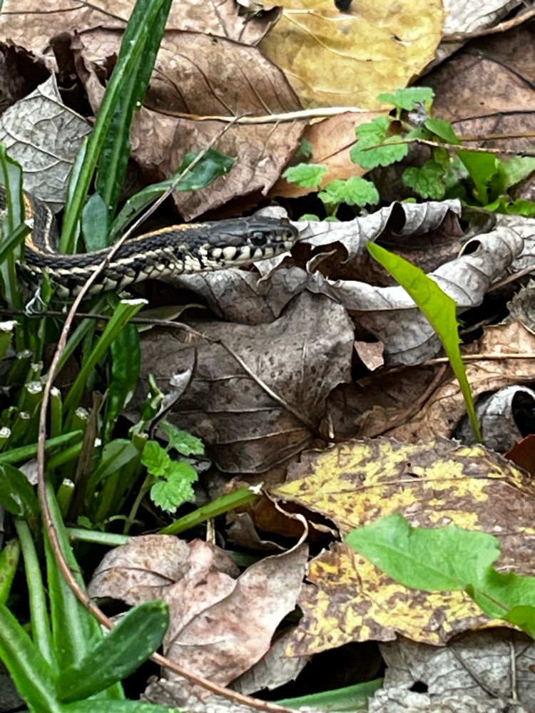 Photo of garden snake making her way through the autumn leaves