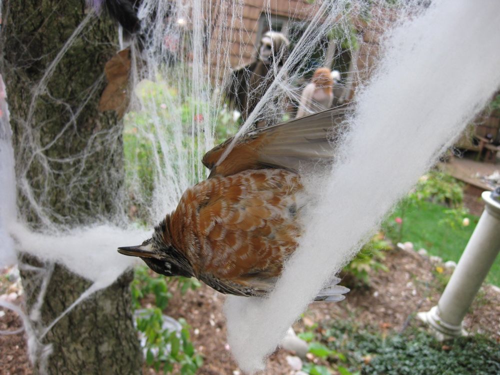 Holiday Decor Danger — Chicago Ornithological Society