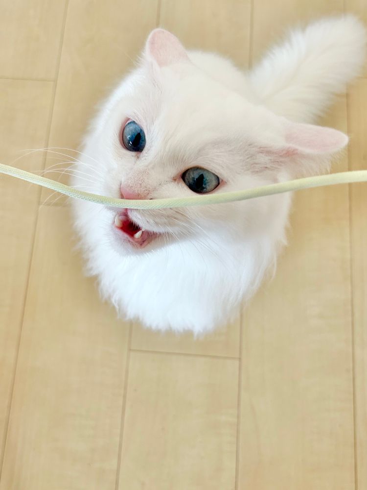 ケーブルを舐める猫は妖怪っぽさがあります
