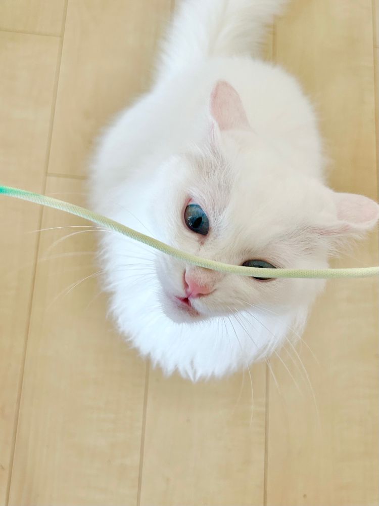 他のケーブルは基本的に舐めません