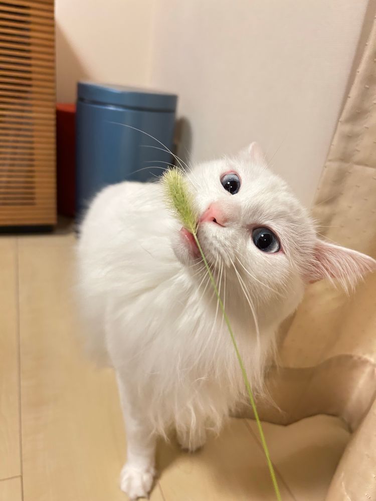 エノコログサを噛もうと頑張る猫