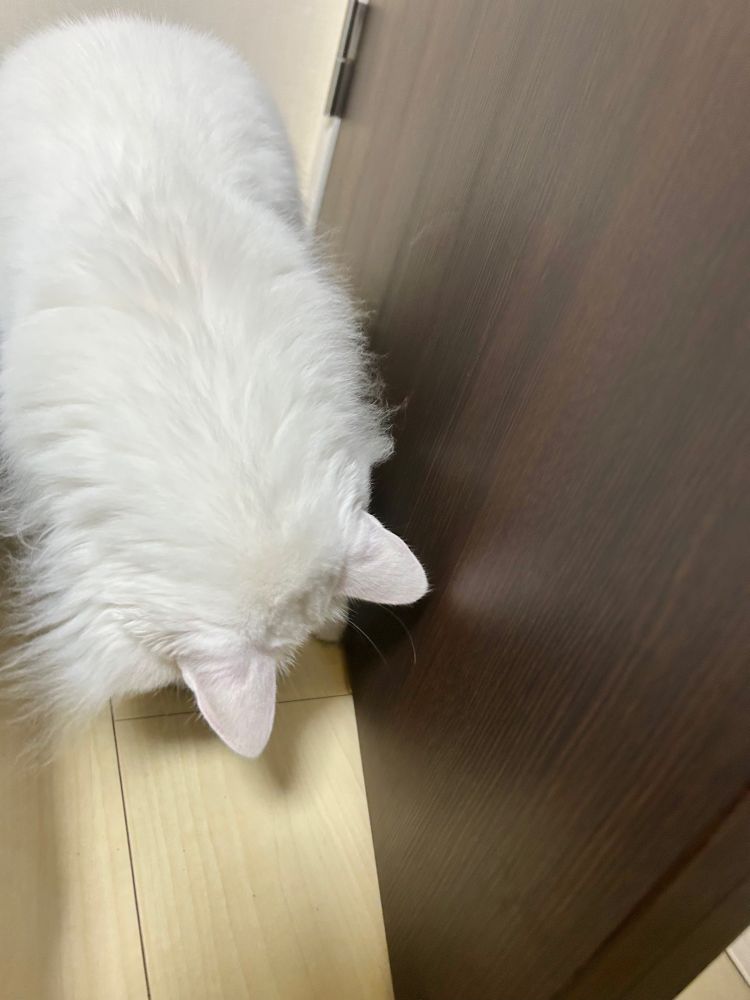 ドアストッパーの先っぽが動かないかなと注視している猫
