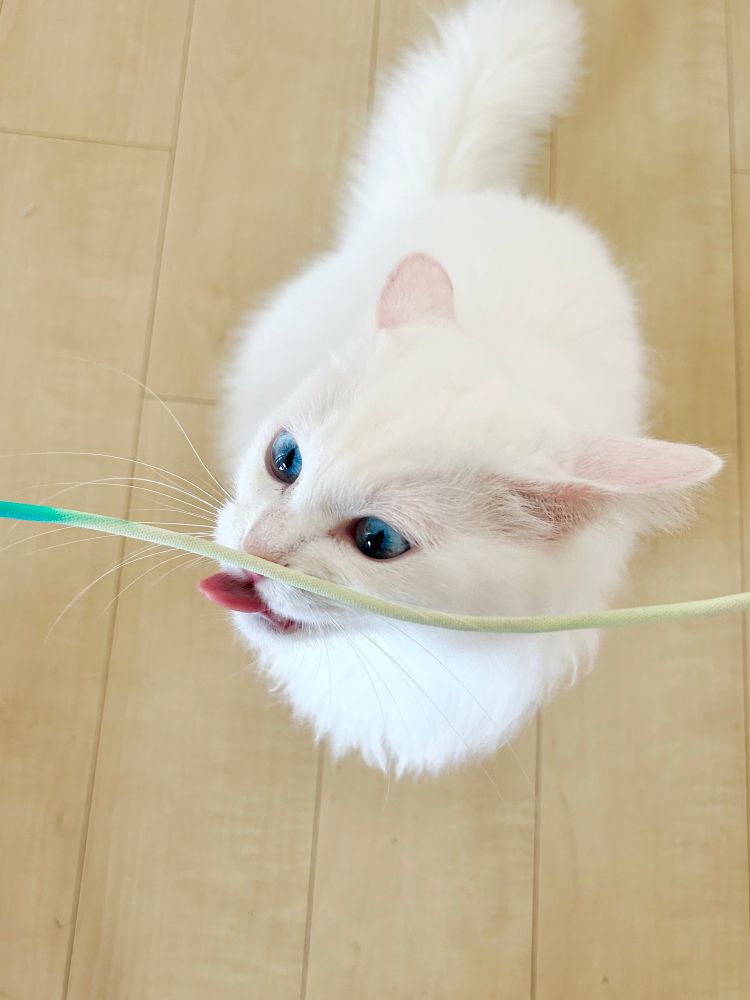 何故か私が鏡に使っているUSBケーブルを朝になると舐める猫