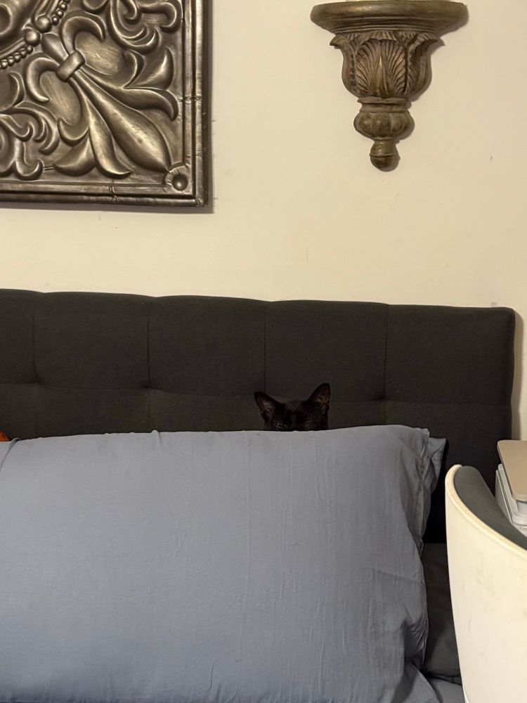 Black cat hiding behind grey pillow blending into headboard of bed. 